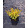 Барбарис Тунберга Голден Дрим (Berberis Thunbergii Golden Dream) 30 см, С2