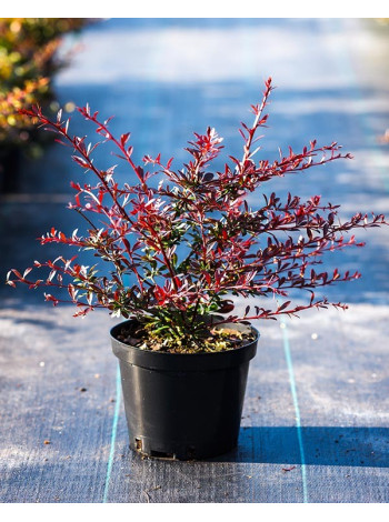 Купити або замовити Барбариси