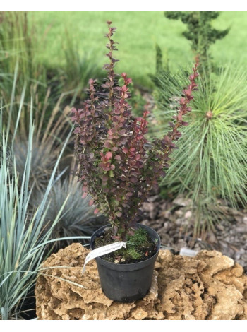 Купити або замовити Барбариси