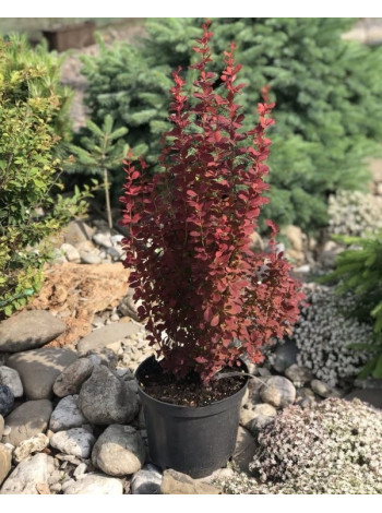 Купити або замовити Барбариси