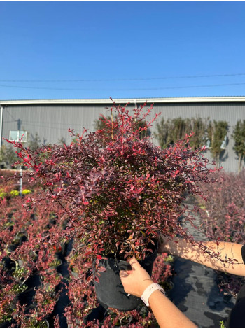 Купити або замовити Барбариси