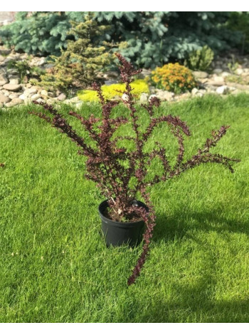 Купити або замовити Барбариси