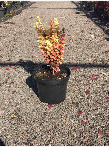 Купити або замовити Барбариси