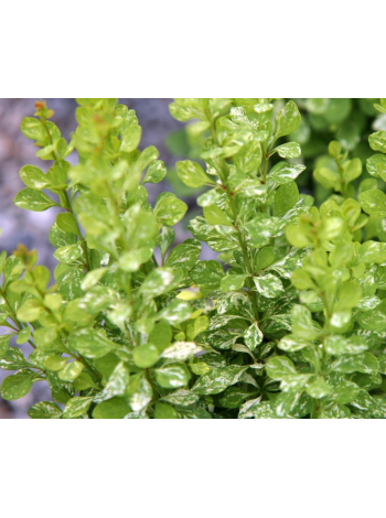 Купити або замовити Барбариси