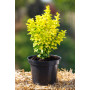 Барбарис Тунберга "Мария" (Berberis thunbergii Maria) 30 см, С3