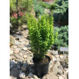Барбарис Тунберга Еректа (Berberis thunbergii Erecta) 75 см, С10