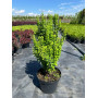 Барбарис Тунберга Еректа (Berberis thunbergii Erecta) 75 см, С10