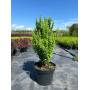 Барбарис Тунберга Еректа (Berberis thunbergii Erecta) 75 см, С10