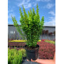 Барбарис Тунберга Еректа (Berberis thunbergii Erecta) 75 см, С10