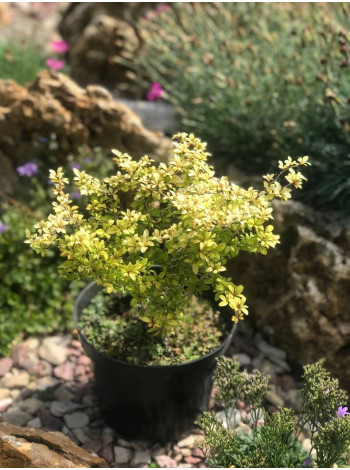 Купити або замовити Барбариси