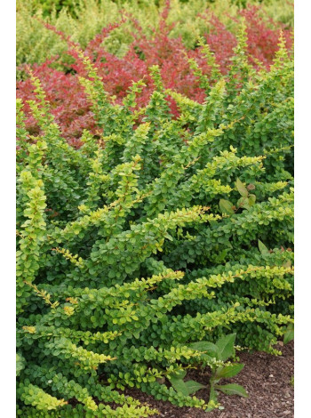 Купити або замовити Барбариси