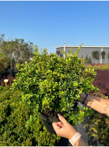 Купити або замовити Барбариси