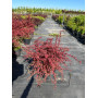 Барбарис Тунберга "Оранж Дрім" (Berberis thunbergii Orange Dream) 50 см, С5
