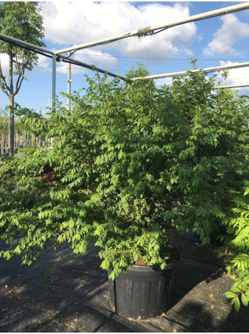 Купити або замовити Бруслина