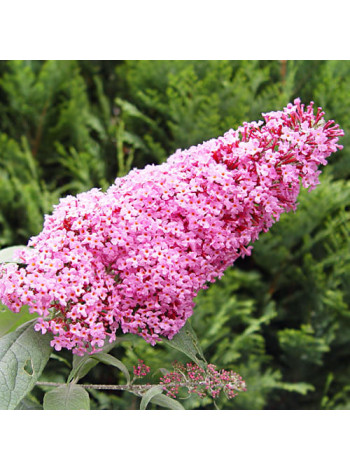 Купити або замовити Буддлея 