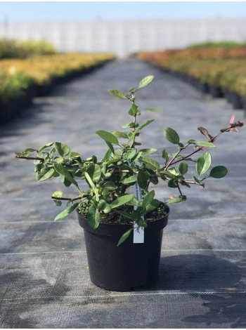 Купити або замовити Айва