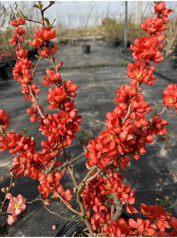 Купити або замовити Айва