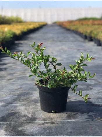 Купити або замовити Декоративні кущі