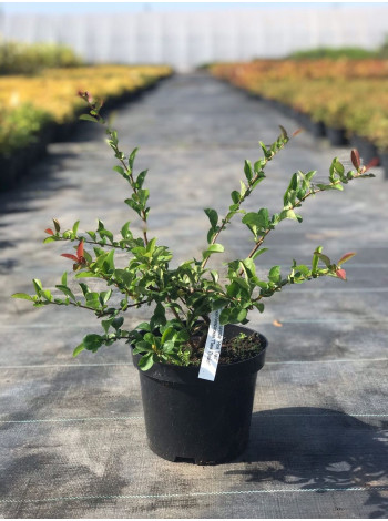 Купити або замовити Декоративні кущі