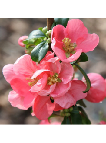 Купити або замовити Айва