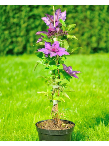 Купити або замовити Клематіс 