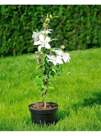 Купити або замовити Клематіс 