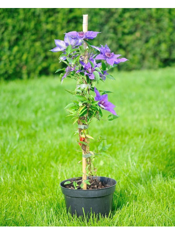 Купити або замовити Клематіс 