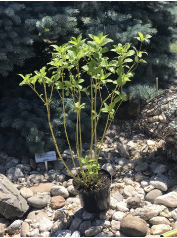 Купити або замовити Декоративні кущі