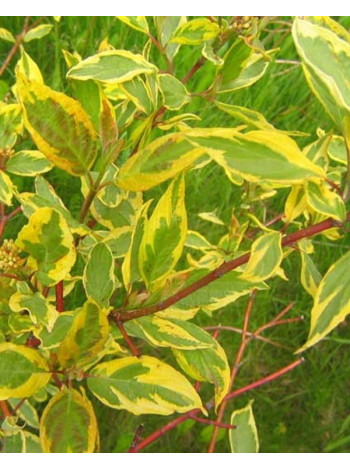 Купити або замовити Декоративні кущі