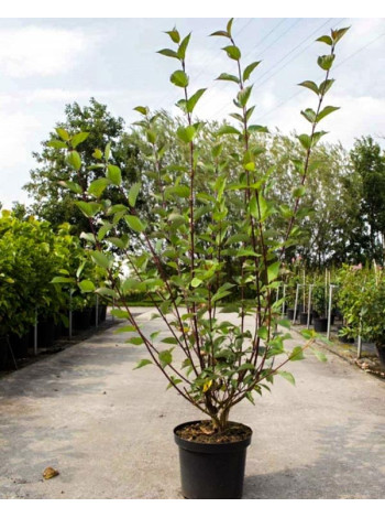 Купити або замовити Декоративні кущі