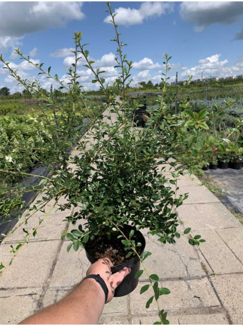 Купити або замовити Кизильник