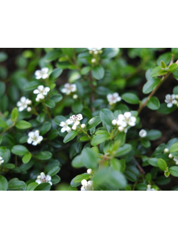 Купити або замовити Кизильник