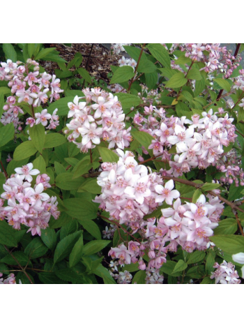 Купити або замовити Декоративні кущі