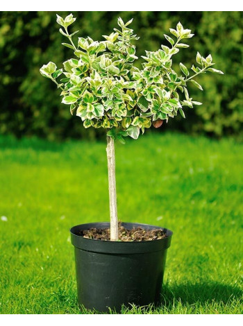 Купити або замовити Бруслина