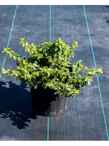 Купити або замовити Бруслина