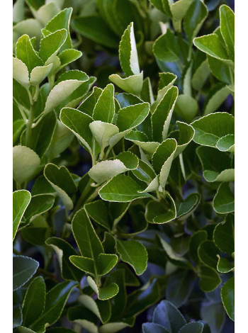 Купити або замовити Бруслина