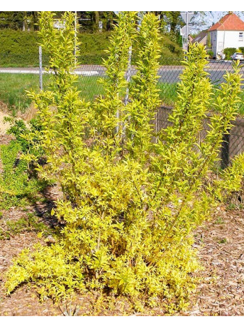 Купити або замовити Декоративні кущі