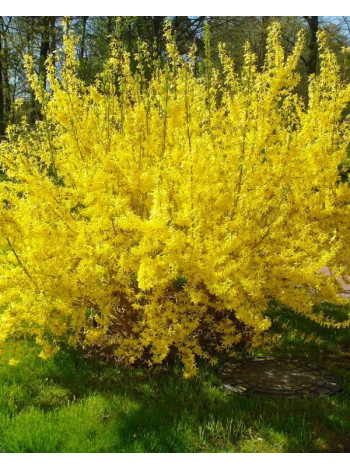 Купити або замовити Форзиція