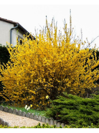 Купити або замовити Форзиція