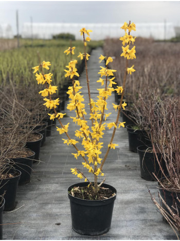 Купити або замовити Декоративні кущі