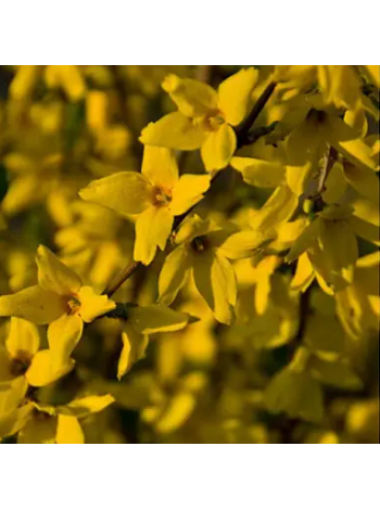 Купити або замовити Форзиція