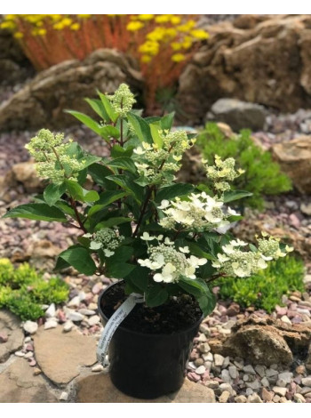 Купити або замовити Гортензія