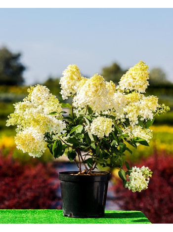 Купити або замовити Гортензія