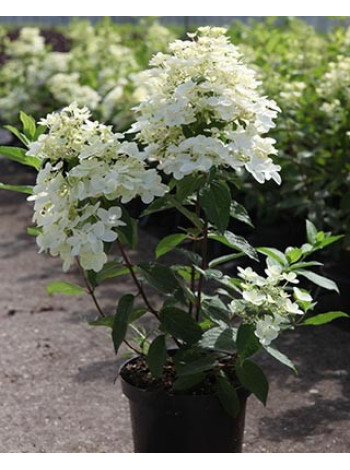 Купити або замовити Гортензія