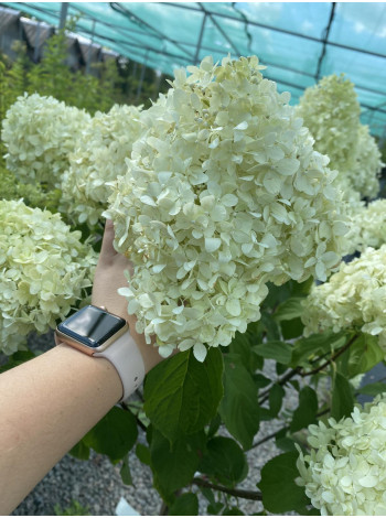 Купити або замовити Гортензія