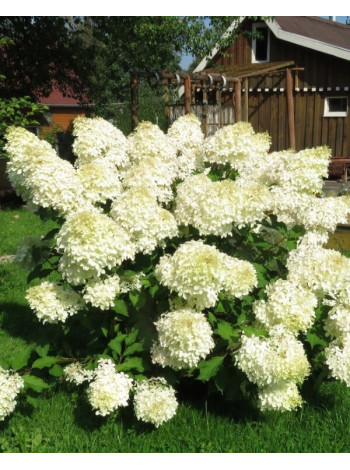 Купити або замовити Гортензія