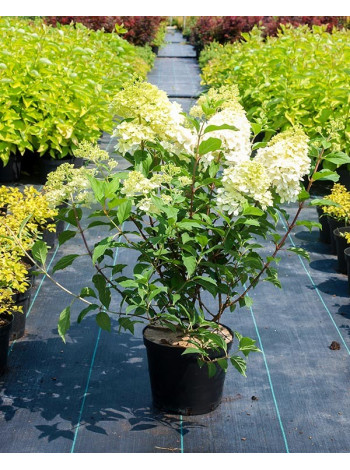 Купити або замовити Гортензія