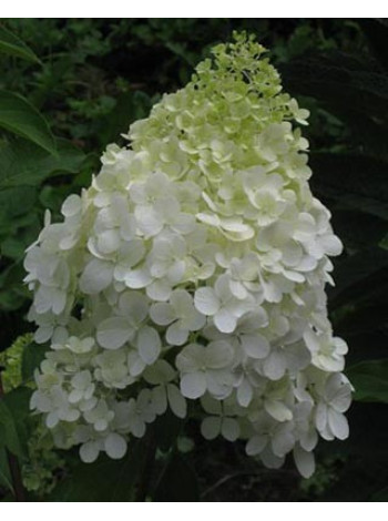 Купити або замовити Гортензія