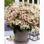 Гортензія волотиста Полістар (Hydrangea paniculata Polistar) 30 cм, C5