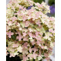 Гортензія волотиста Полістар (Hydrangea paniculata Polistar) 30 cм, C5